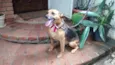 Belinha