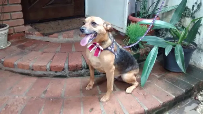 Cachorro ra a SRD idade 4 anos nome Belinha
