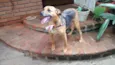 Belinha