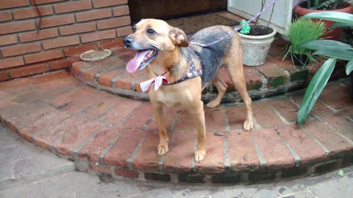 Cachorro ra a SRD idade 4 anos nome Belinha