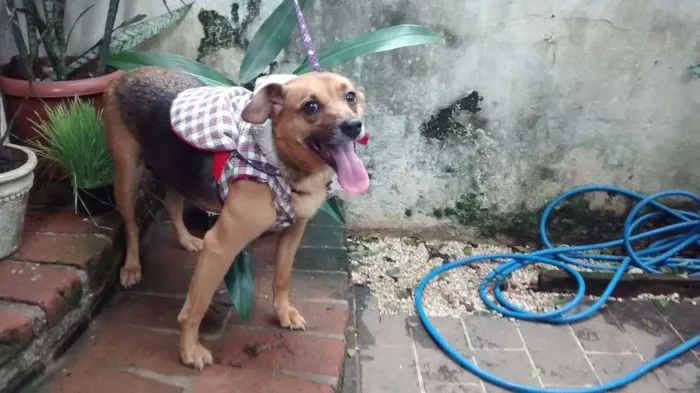 Cachorro ra a SRD idade 4 anos nome Belinha