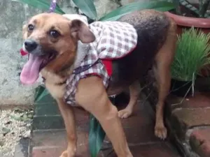Cachorro raça SRD idade 4 anos nome Belinha