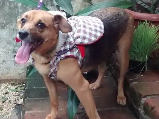 Cachorro ra a SRD idade 4 anos nome Belinha