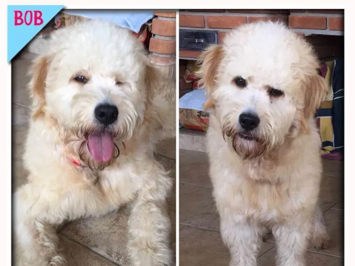 Cachorro ra a Poodle idade 1 ano nome Bob