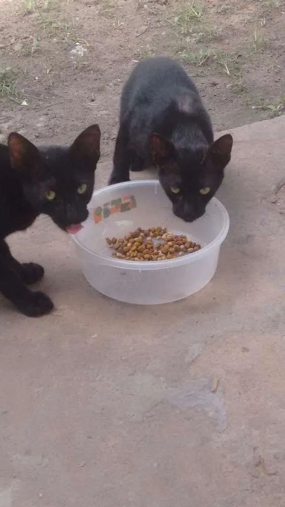 Gato ra a Nenhuma idade 7 a 11 meses nome Sem nome