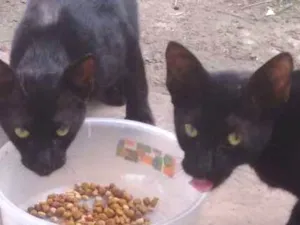 Gato raça Nenhuma idade 7 a 11 meses nome Sem nome