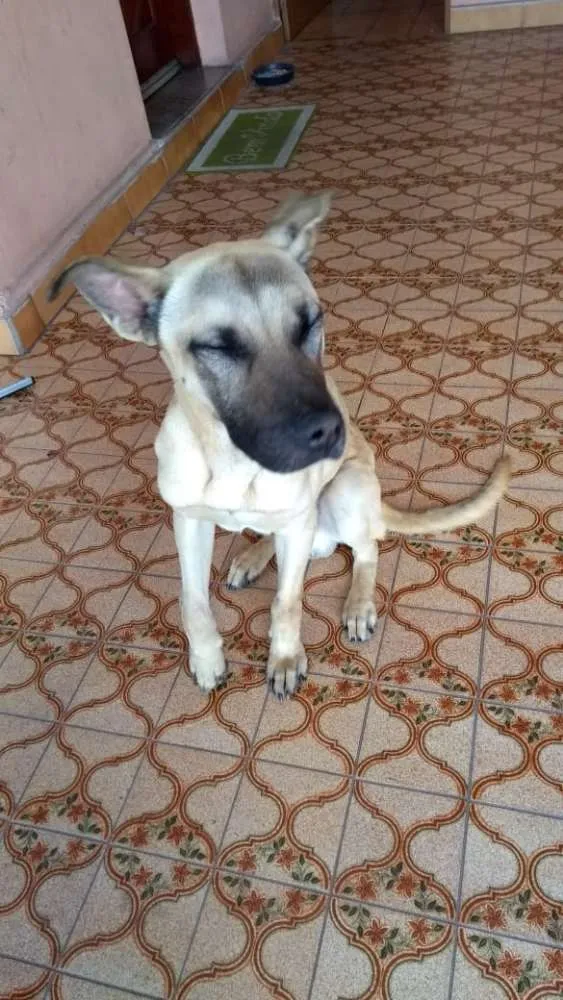 Cachorro ra a Não definida  idade 2 anos nome Tom