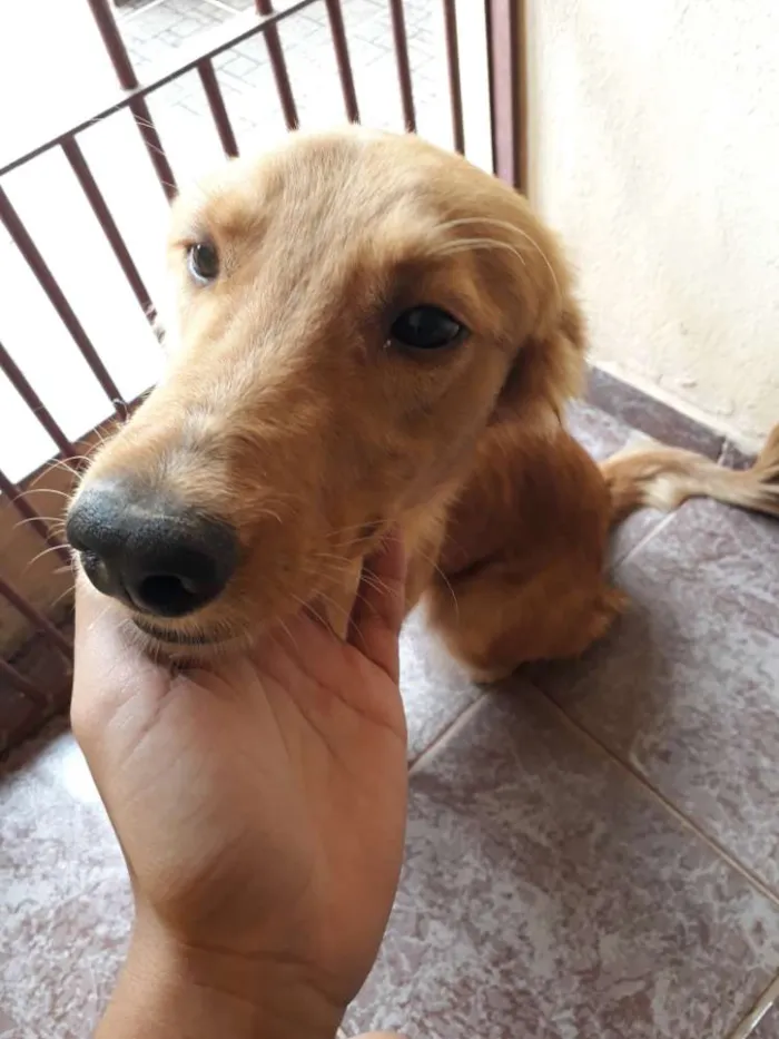 Cachorro raça Vira lata idade 7 a 11 meses nome Nina
