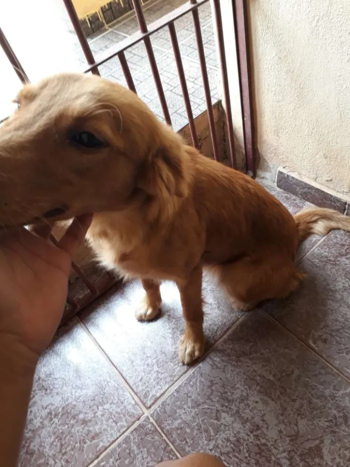 Cachorro raça Vira lata idade 7 a 11 meses nome Nina