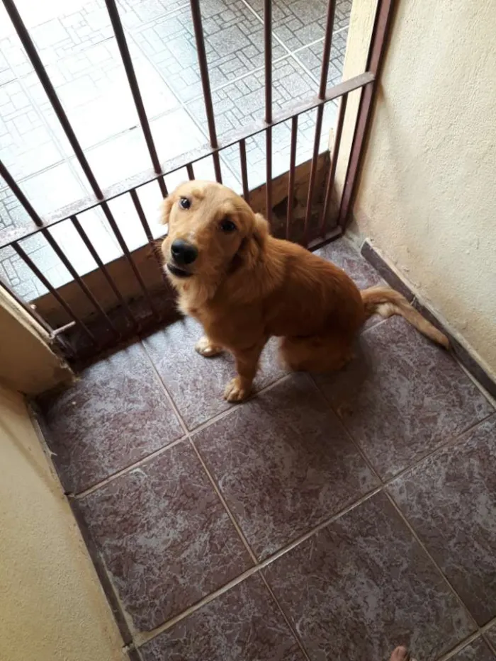 Cachorro raça Vira lata idade 7 a 11 meses nome Nina