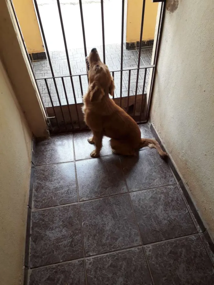 Cachorro raça Vira lata idade 7 a 11 meses nome Nina