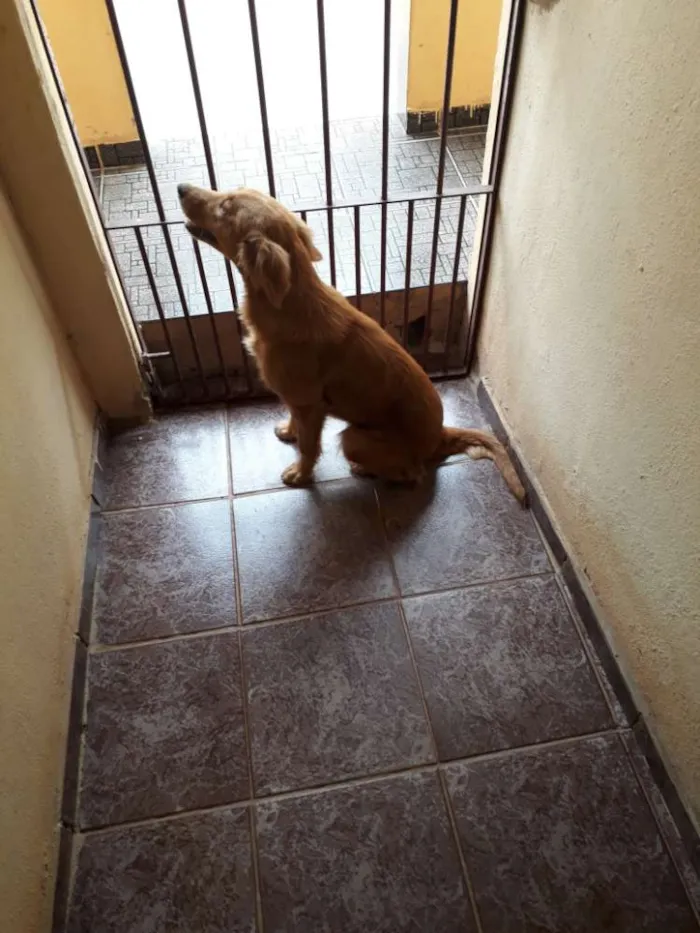 Cachorro raça Vira lata idade 7 a 11 meses nome Nina