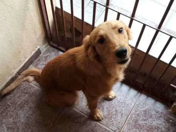 Cachorro raça Vira lata idade 7 a 11 meses nome Nina