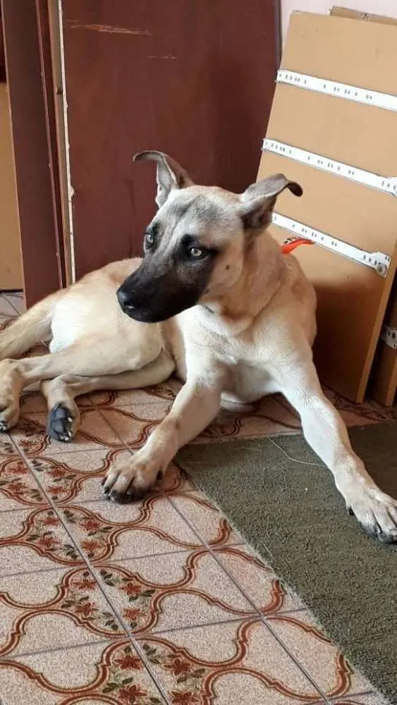 Cachorro ra a Não definida  idade 2 anos nome Tom