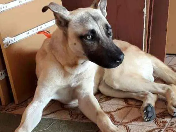 Cachorro ra a Não definida  idade 2 anos nome Tom