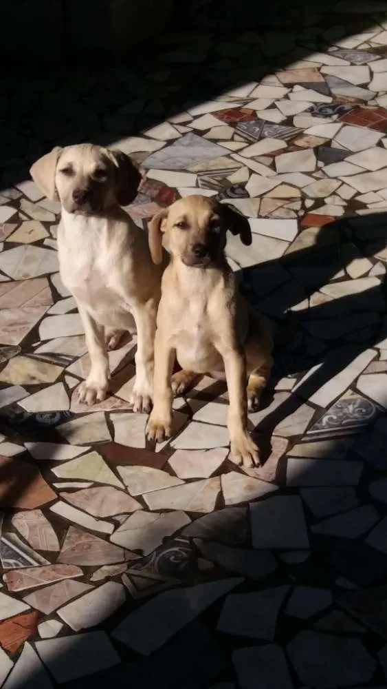 Cachorro ra a Vira lata idade 2 a 6 meses nome Sem nome