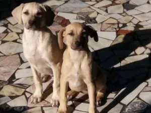 Cachorro raça Vira lata idade 2 a 6 meses nome Sem nome