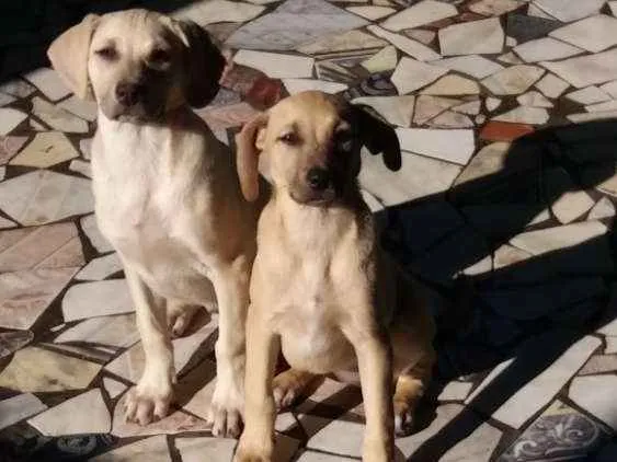 Cachorro ra a Vira lata idade 2 a 6 meses nome Sem nome