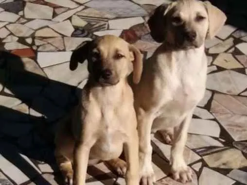 Cachorro ra a Vira lata idade 2 a 6 meses nome Sem nome