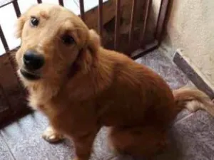Cachorro raça Vira lata idade 7 a 11 meses nome Nina