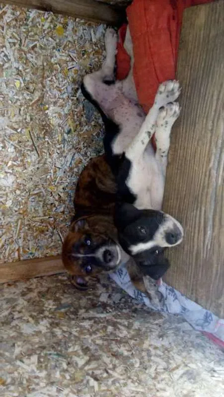 Cachorro ra a  idade Abaixo de 2 meses nome nao tem