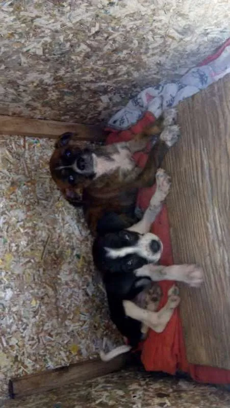 Cachorro ra a  idade Abaixo de 2 meses nome nao tem