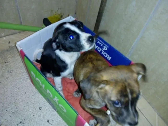 Cachorro ra a  idade Abaixo de 2 meses nome nao tem