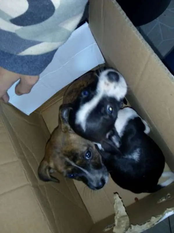 Cachorro ra a  idade Abaixo de 2 meses nome nao tem