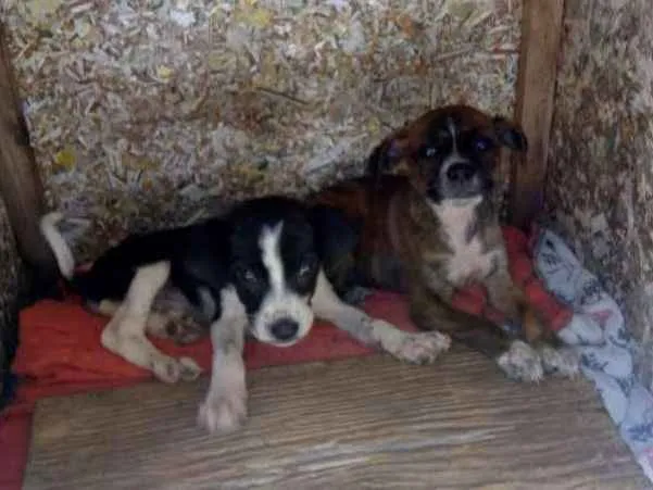 Cachorro ra a  idade Abaixo de 2 meses nome nao tem