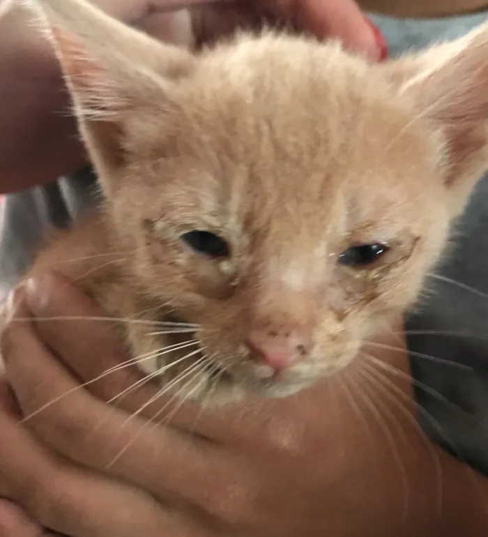 Gato ra a Indefinida idade Abaixo de 2 meses nome Caju
