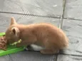 Caju