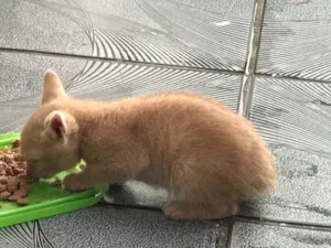 Gato raça Indefinida idade Abaixo de 2 meses nome Caju