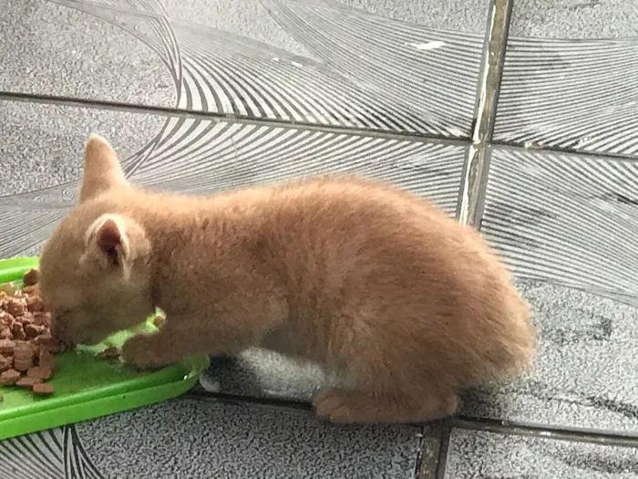 Gato ra a Indefinida idade Abaixo de 2 meses nome Caju