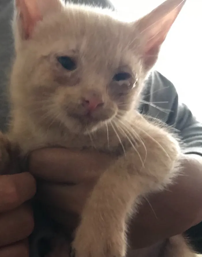 Gato ra a Indefinida idade Abaixo de 2 meses nome Caju