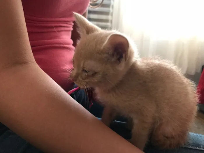 Gato ra a Indefinida idade Abaixo de 2 meses nome Caju