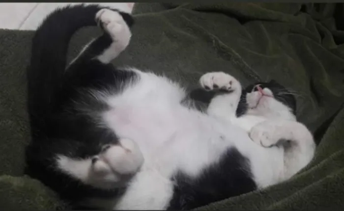 Gato ra a Vira lata idade 7 a 11 meses nome Malala