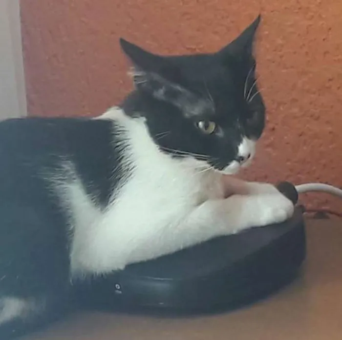 Gato ra a Vira lata idade 7 a 11 meses nome Malala