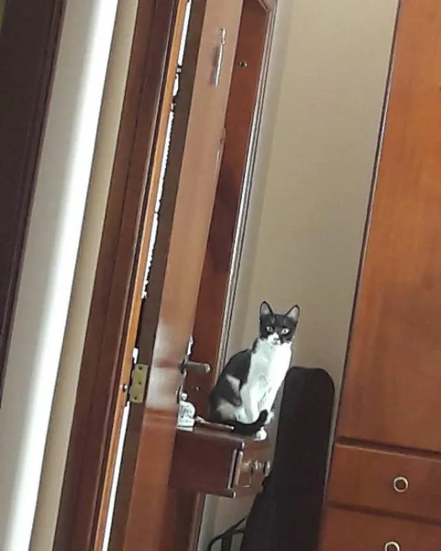 Gato ra a Vira lata idade 7 a 11 meses nome Malala