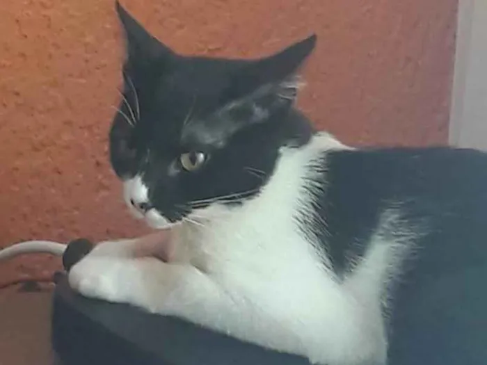 Gato ra a Vira lata idade 7 a 11 meses nome Malala