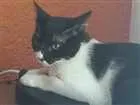 Gato raça Vira lata idade 7 a 11 meses nome Malala