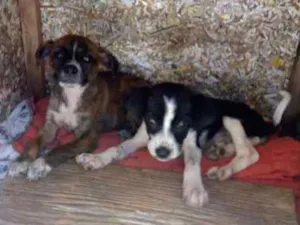Cachorro raça  idade Abaixo de 2 meses nome nao tem