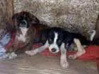 Cachorro raça  idade Abaixo de 2 meses nome nao tem