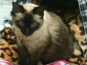 Gato raça Siamês  idade 6 ou mais anos nome Gatinho ou príncipe 