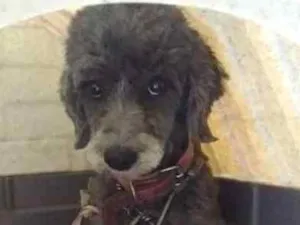 Cachorro raça Poodle idade  nome tita