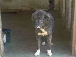 Cachorro raça srd idade 2 anos nome Panda