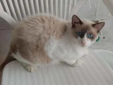 Gato ra a Siamês idade 7 a 11 meses nome Branquinho