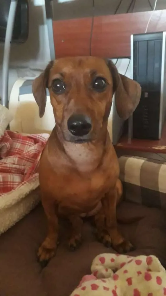 Cachorro ra a Salsicha idade 6 ou mais anos nome Jade