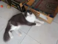 Garotinha