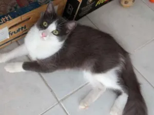 Gato raça Indefinida idade 7 a 11 meses nome Garotinha