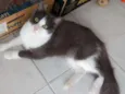 Garotinha